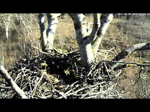 vlc-record-2011-05-08-08h53m29s-mms___tv.eenet.ee_kotkas-.asf-.asf