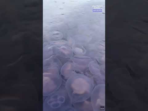 Kayakers paddle into massive jellyfish bloom. See the mesmerizing video.