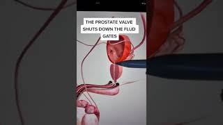 This is Why It&#39;s Hard to Pee With a Morning Wood