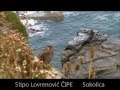 Stipo Lovrenović ČIPE - Sokolica