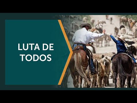 Falta de união deixa setor pecuarista em desvantagem