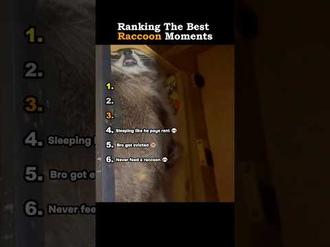 Ranking The Best Raccoon Moments
