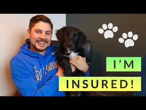 , title : 'Pet Insurance: What it costs, what it covers, and how to find the best'