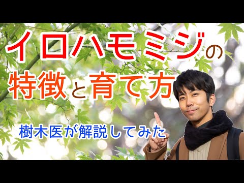 庭のイロハモミジは、派手な色をした気取らない木です！  庭園