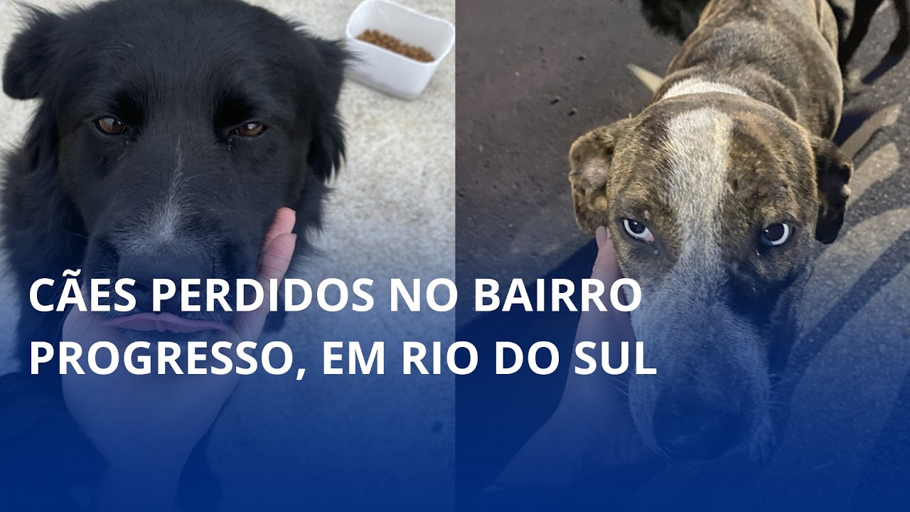 Cães perdidos no bairro Progresso, em Rio do Sul