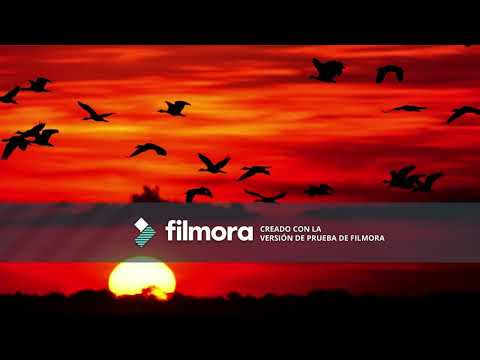 LOS CUQUITOS DE ISABEL