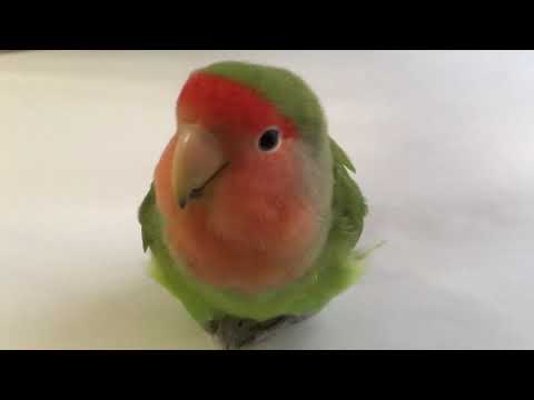 Female peachfaced lovebird chirping