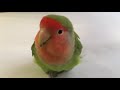 Female peachfaced lovebird chirping