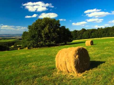 Žlutej pes - Čas letní