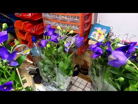 Rozwar wielkokwiatowy