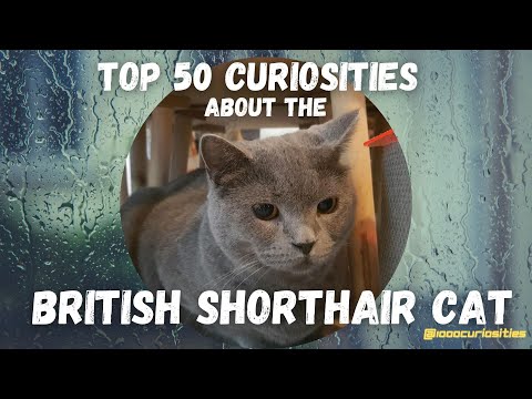 Top 50 Curiosities About the British Shorthair Cat