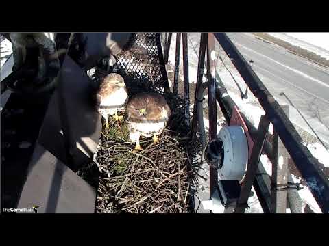 Big Red and Arthur on the nest this am 03-09-19 @Cornell Lab