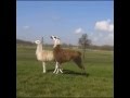 Lama - Party Up 