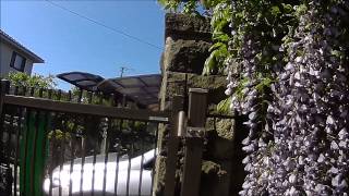 Let's go to see My bee and caterpillar in beautiful Japanese garden