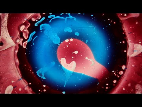 ŽEN - Krizantema [Official video]