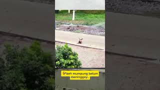 Download lagu mak mak kasar bahh #viral #ayam #kawin #short #memes #funny #lucu #burung mp3