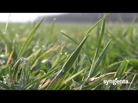 download lagu mp3 mp4 Amistar Extra Fungicid, download lagu Amistar Extra Fungicid gratis, unduh video klip Amistar Extra Fungicid