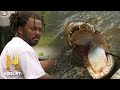 Swamp People GREAT GATOR CATCH For Swamp Newcomers Season 13