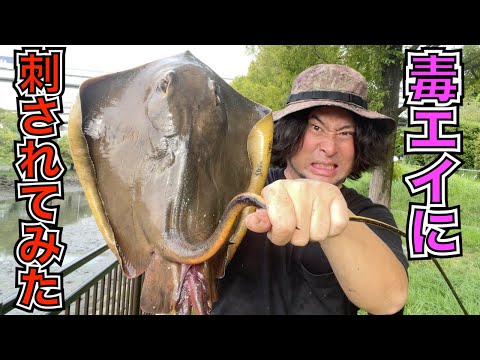 紅葉エイの針 植物