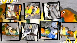 Lyari Lovebirds Mutation Breeding Setup