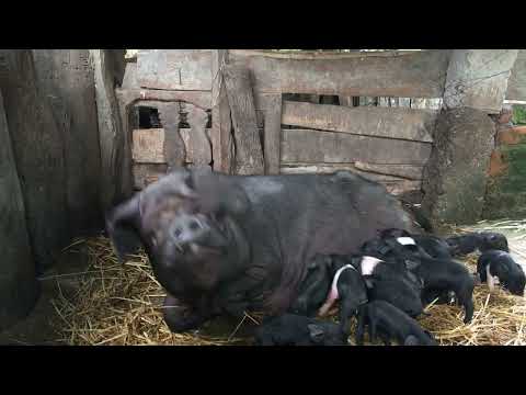 AWESOME MOTHER PIGS & THEIR PIGLETS.