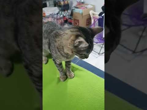 patricia la dueña, ama y señora del hogar #fyp #viral #foryou #viralvideo #viralshorts #cat #gatos