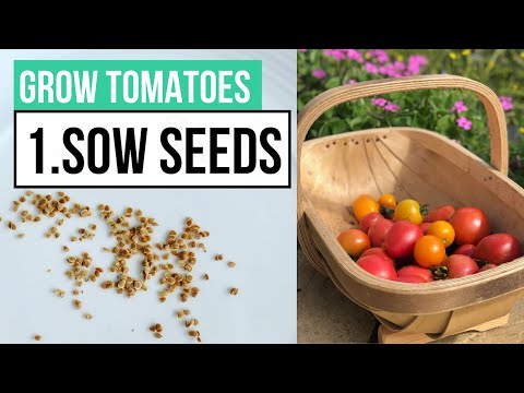 , title : 'Beginners Guide to Sowing Seeds Indoors | Complete Tomato Growing Guide Part 1'