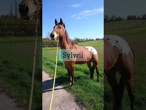 Konie Dla:😊☺️🐎 Prośba jednej widzki dzięki za sub . #konie #życie #stajnia #miłośćdokoni #koniedla: