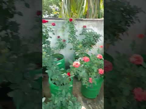 Rose flower in my terrace garden #🌹🌹🌹🌹#🥀🥀🥀#