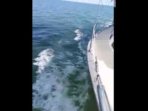 Island Packet 38 - Contented Turtle Refit Test Sail