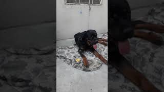 Home Visit (Rot Weiller Treatment) Victim Of Gastritis