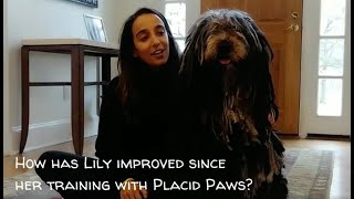 Lily with Separation Anxiety success story