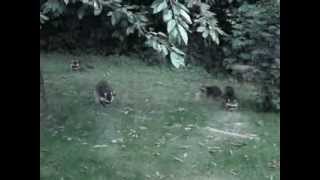 preview picture of video 'Waschbärenplage in Lohfelden: Tiere streifen durch den Garten'