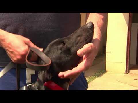 PAT BUCKLEY/DROOPYS BIKER