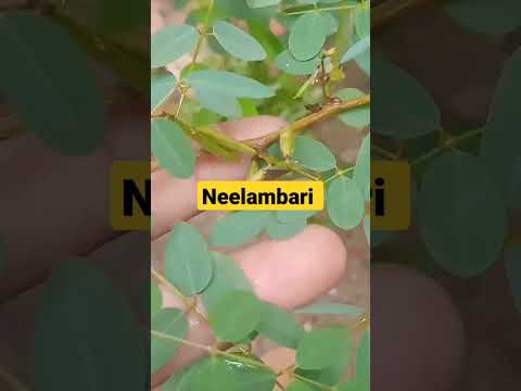 #Glow Garden#Neelambari#