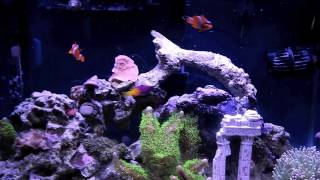 How to setup a 10 Gallon Nano Reef Tank, feeding