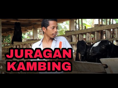 tekno-juragan-kambing-i-komedi-lucu-bakul-embek