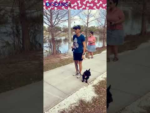 Oceans K9 Dog Training video.