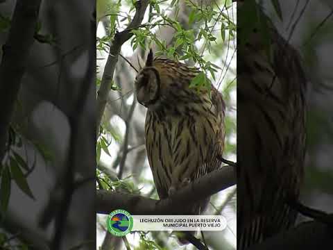 🦉✨ GUARDIÁN DE NUESTROS BOSQUES RIBEREÑOS ✨🌿
