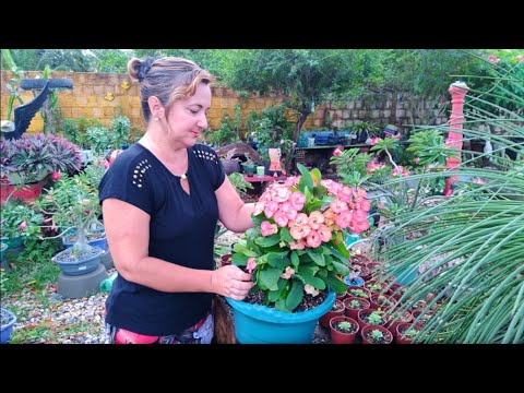 download lagu mp3 mp4 Planta Corao, download lagu Planta Corao gratis, unduh video klip Planta Corao