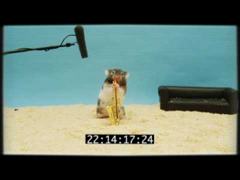 Goggles' Clever Hamster Audition