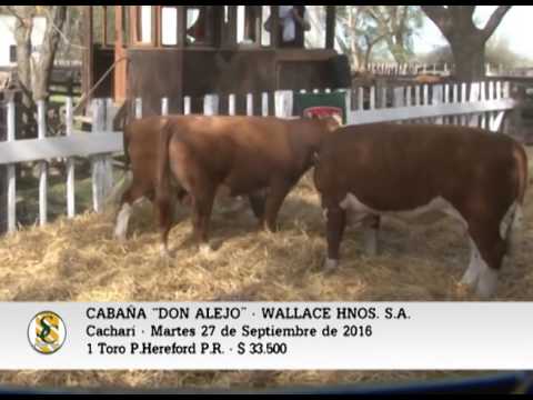 27-09-16 - Venta de Toros P.Hereford  P.R. - Cabaña Don Alejo - Cacharí