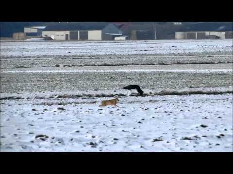 kruk atakujący zająca