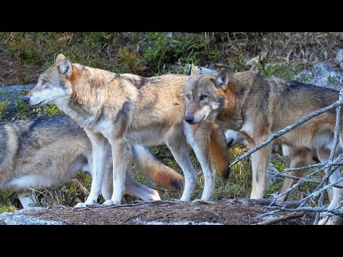 Aufregung um den Wolf in OÖ, Runder Tisch in Traunkirchen