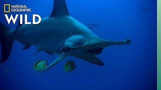 המאפיינים הייחודיים של כריש פטיש | Nat Geo WILD