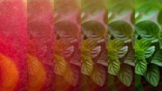 Imp/Peach/Mint a Political Video by Kong and Olive