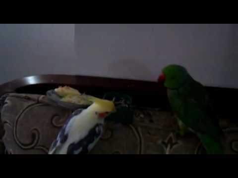 Cockatiel VS Green Parrot