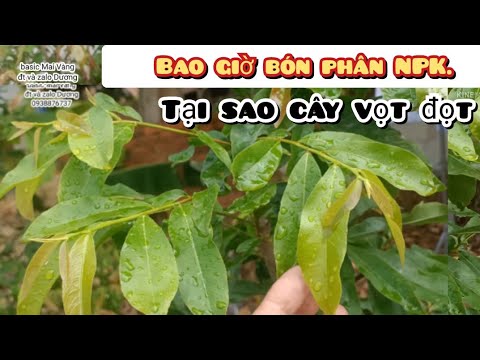 chăm sóc mai vàng | bao giờ bón phân NPK - mẹo chăm sóc không vọt đọt.