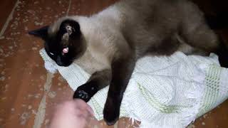 Stive hoje est nervoso, revoltado , bravo e mais um pouco