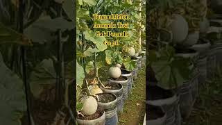 Download lagu Amanda Tavi's Melon is Indeed Tough #farming #honeymelon #premiummelon mp3 Download lagu Amanda Tavi's Melon is Indeed Tough #farming #honeymelon #premiummelon mp3